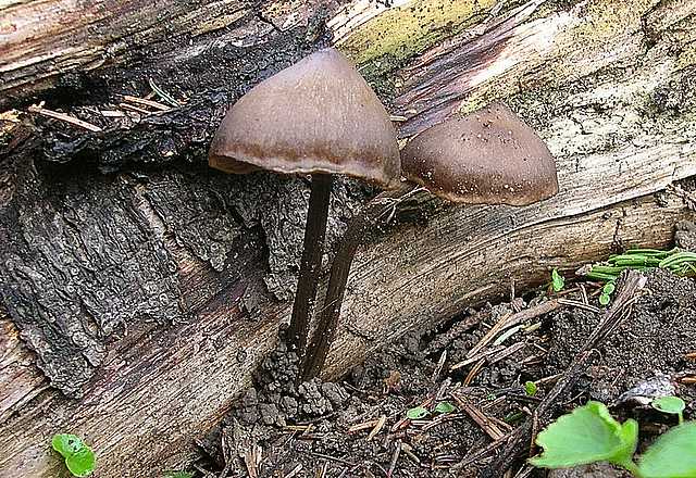 2005 :  Un anno di funghi